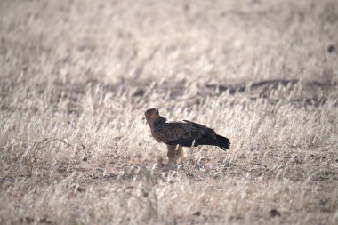 Vahşi doğada bir kuş
