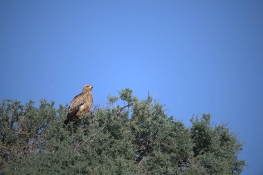 Doğadaki kartal kuşu