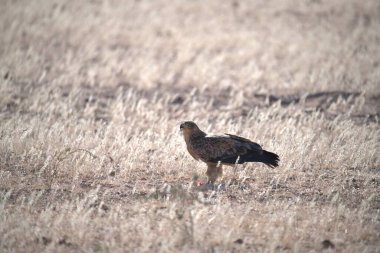 Genç siyah bir kuşun dikey görüntüsü.