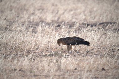 Vahşi doğada bir kuş