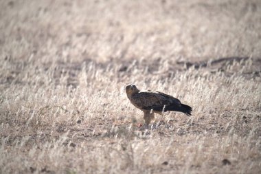 Bir kartalın çimenlikteki yakın çekimi.