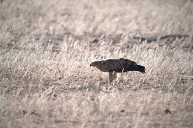Bir kuş çimlerin üzerinde oturuyor.