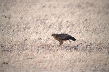 Otların arasında bir kuş