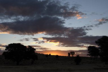 Ağaçlar üzerinde güzel gün batımı
