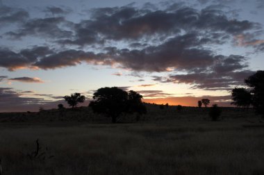Ağaçlı ve ağaçlı güzel bir manzara.