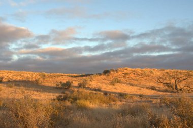 Kırsaldaki bir tepenin üzerindeki ormanın güzel bir görüntüsü.