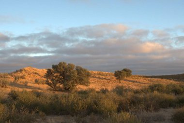 Ağacı ve dağı olan güzel bir manzara.