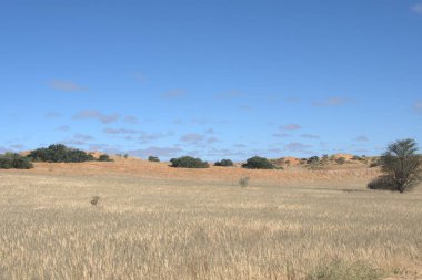 Büyük bir ağacı olan güzel bir arazi.