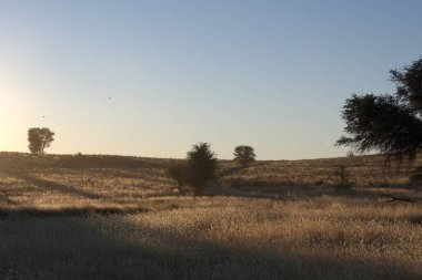 Tarlada güzel bir gün batımı