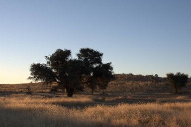 Gün batımında mavi gökyüzü olan çöldeki bir ağacın yakın çekimi.