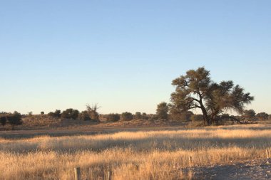 Güzel bir ağacın dikey görüntüsü açık mavi gökyüzünün altındaki bir yolda.