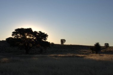 Gökyüzünün altındaki bir tarlada güzel bir ağaç görüntüsü.