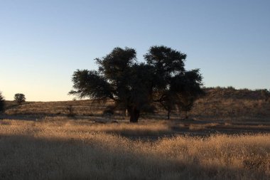 Ormanda bir ağacı olan güzel bir manzara.