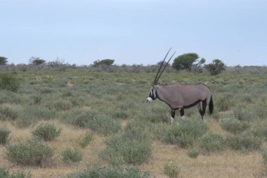 Kenya çölünde bir at sürüsü