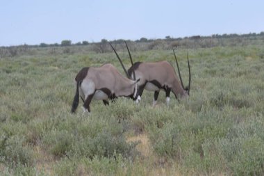 Tarlada bir at sürüsü
