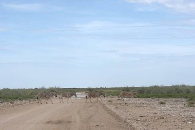 Çölde deve sürüsü