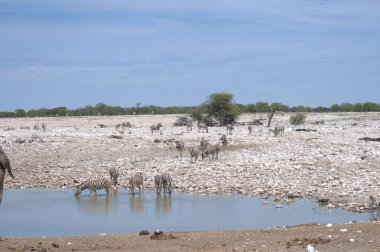 Namibya 'da Etoşa ulusal rezervinde yürüyen beyaz Afrika filleri sürüsü.