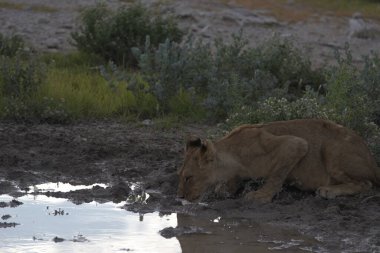 Vahşi bir Afrika aslanı su içiyor.