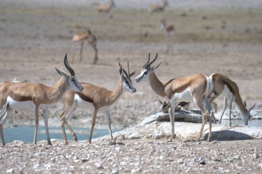 Namibya 'daki Etoşa Milli Parkı' nda beyaz ceylan