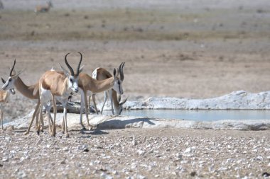 Afrikalı vahşi kuşlar, hayvanlar, doğa