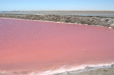 Tuzlu denizdeki pembe tuz