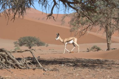 Doğanın güzel manzarası