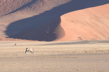 Çölde güzel bir at manzarası