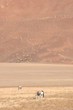 Mısır 'daki Sahara Çölü