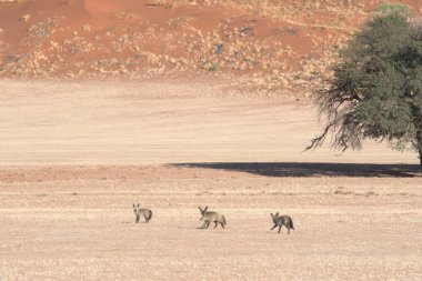 Kenya bozkırındaki vahşi geyik