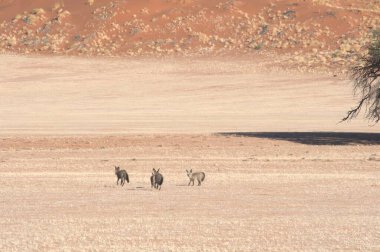 Vahşi Afrika hayvanları, doğa ve hayvanlar konsepti, Afrika savanası.