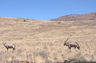 Savannah, Fiziki antilop