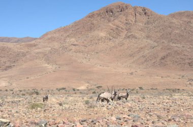 Kum tepelerinin manzarası, seçici odak