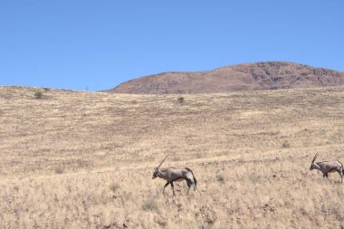 Dağlarda bir keçi sürüsü