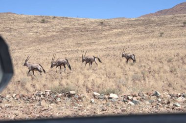 Afrika bozkırlarında vahşi geyikler