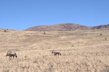 Afrika bozkırlarındaki vahşi hayvanlar