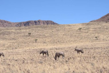 Afrika savana zebras sürüsü