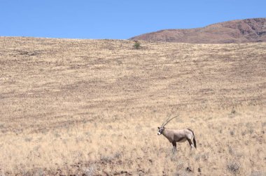 Afrika bozkırlarında vahşi antiloplar