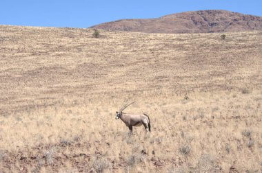 Otlakta bir koyun sürüsü