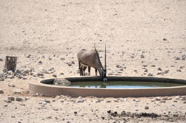 Afrika fili su birikintisinde