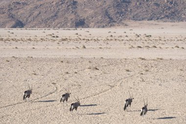 Çölde koyun sürüsü