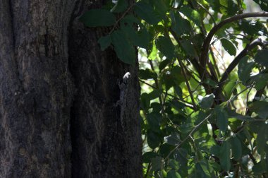 doğada ağaç gövdesi