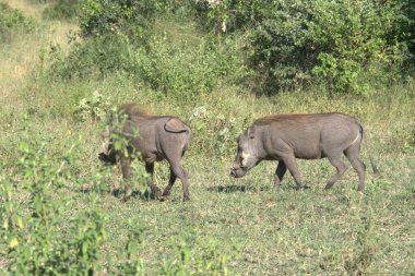Vahşi Afrika Bizonu, Kenya Milli Parkı