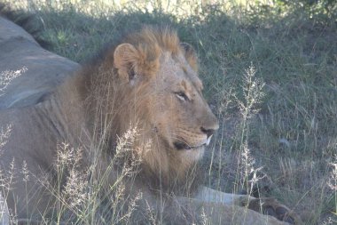 Kenya savanındaki aslan