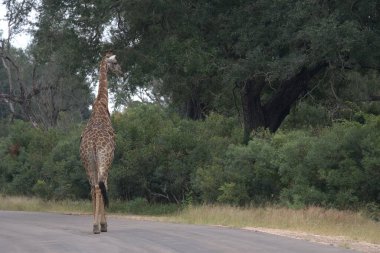 Vahşi doğadaki zürafa