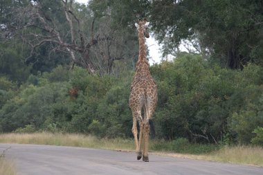 Güney Afrika 'daki Kruger Park' taki zürafa.