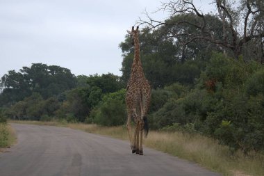 Zürafa (Afrikalı), Afrika 'da yaşayan bir zürafa türüdür. Afrika 'nın en Afrika' lı hayvanları.