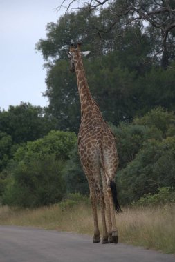 Kenya savanasında zürafa