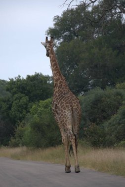 Afrika savanasında yürüyen zürafa.