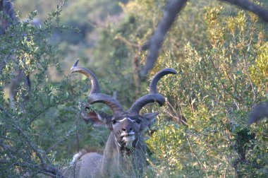 Büyük kızıl geyik vahşi doğada