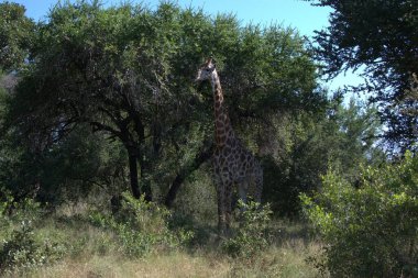 Kenya 'daki Afrika savanasındaki büyük zürafa.